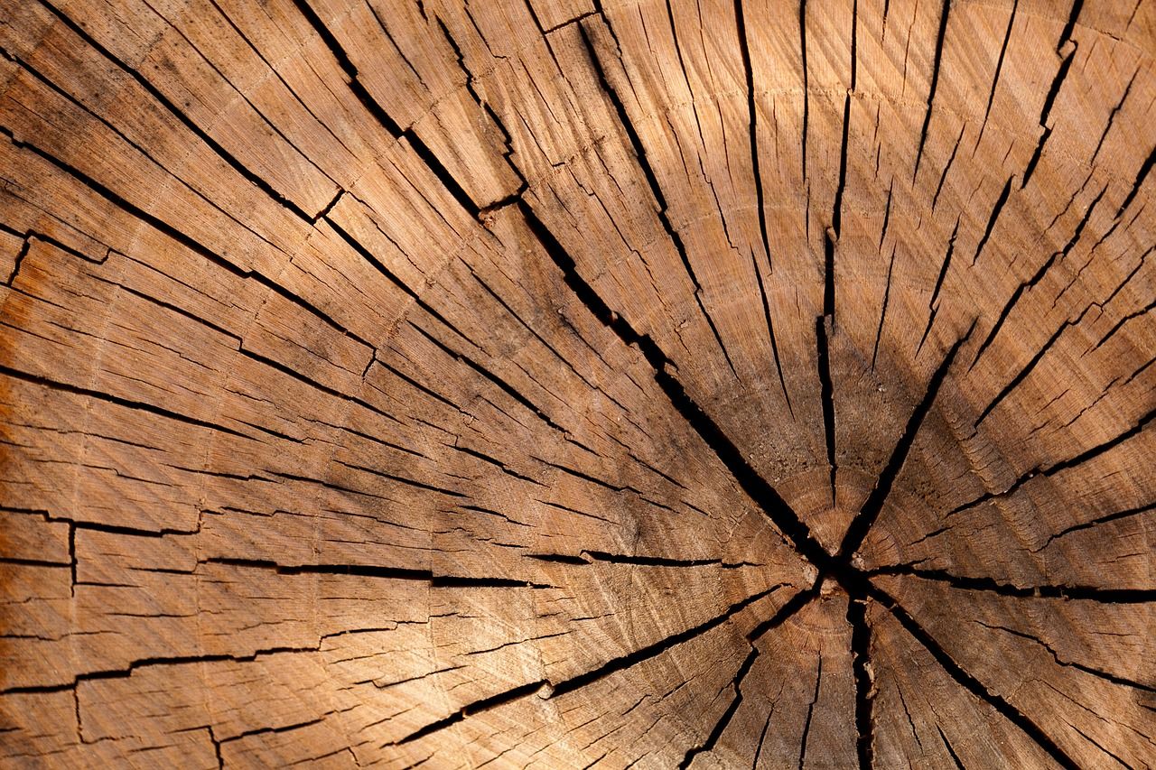 Drewno – materiał, który ma szerokie zastosowanie praktycznie wszędzie